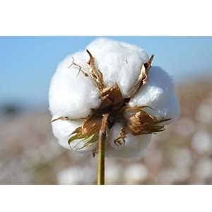 Babaanne Yorganı, El Yapımı Çift Kişilik Pamuklu Yorgan (195x215)-KABAK ÇİÇEĞİ LACİVERT