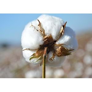 Pamuklu Yastık İç Dolgu 1250gr Pamuk Dolgulu (50x70)