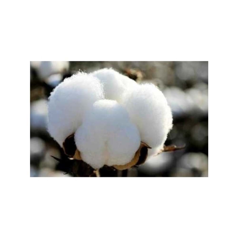 Karı Koca Yastığı 50x150, Doğal Pamuk, Double Size Uzun Maxi Boy Yastık (50x150)