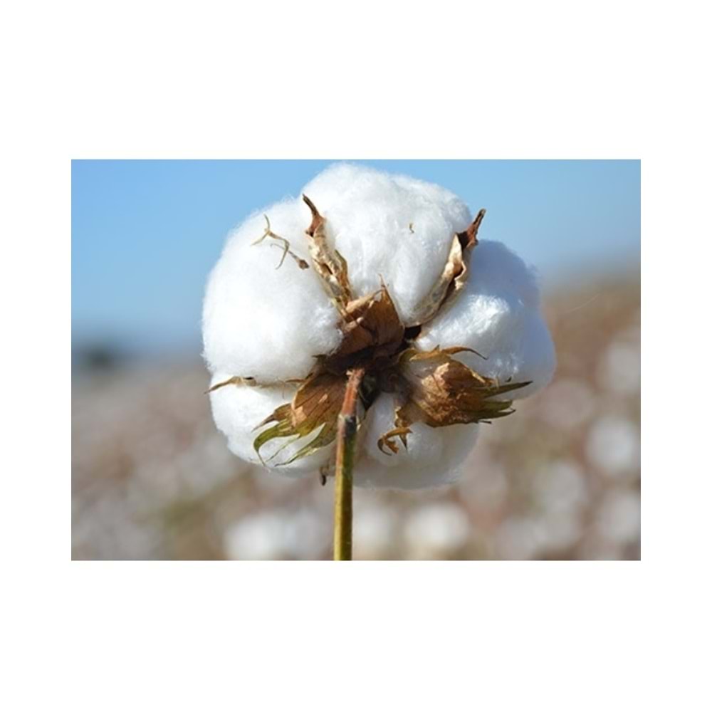 Karı Koca Yastığı 50x130+Yastık Kılıfı, Pamuklu, Uzun Yastık (50x130)