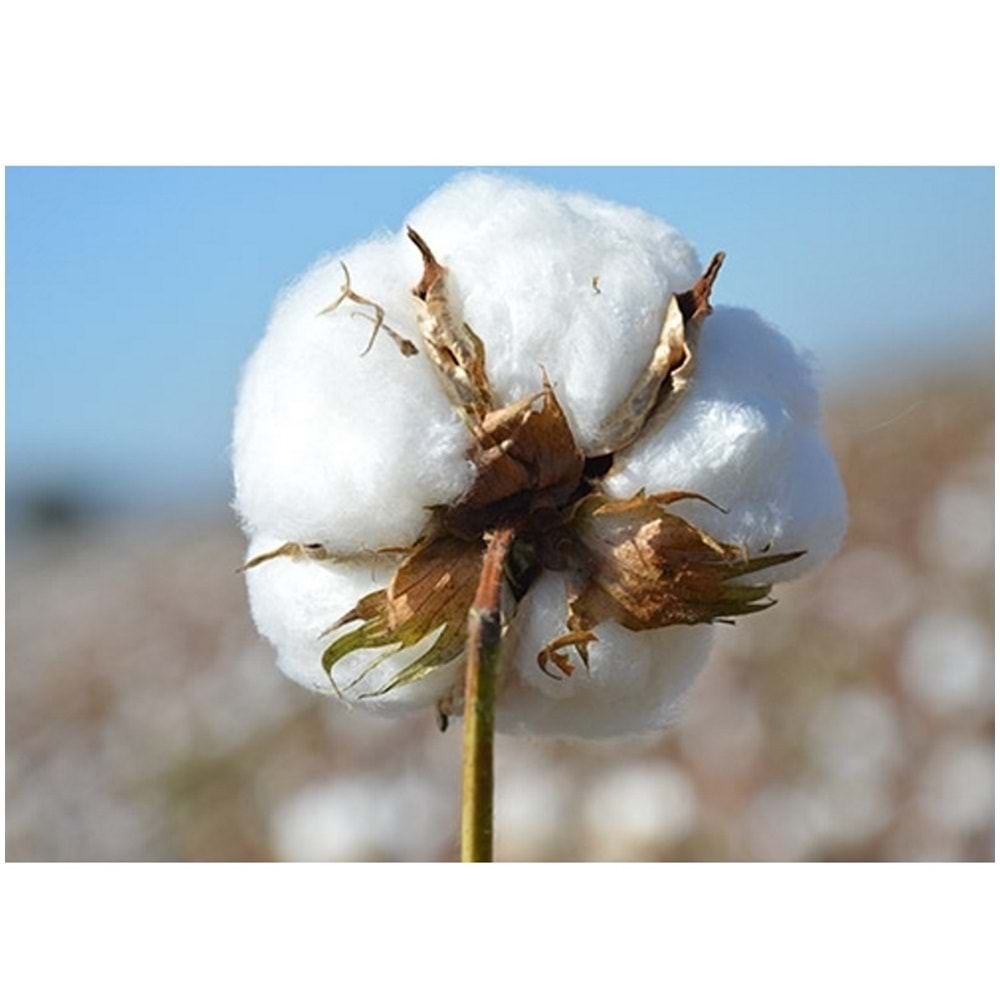 Pamuklu Bebek Yastık (35x45)