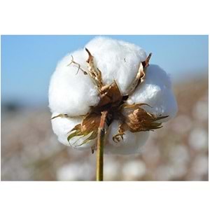 Pamuklu Bebek Yastık (35x45)