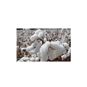 Pamuklu Bebek Yastık (35x45)